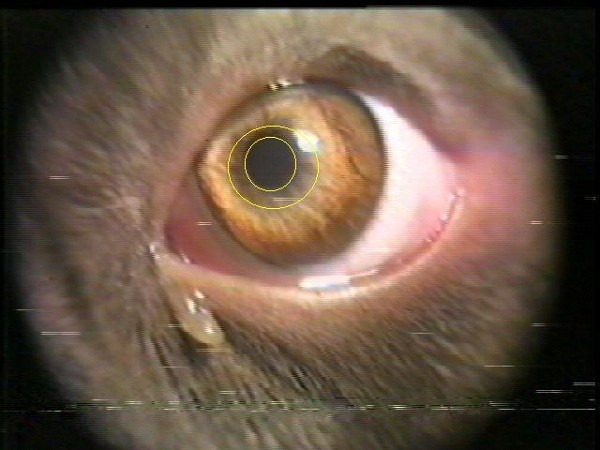 Irizoscopia di un cane