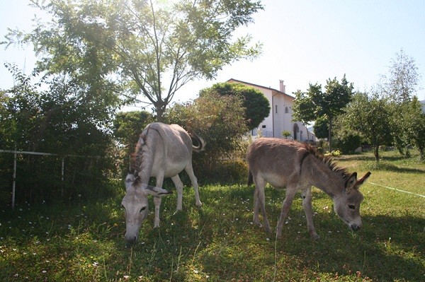 Asini al pascolo