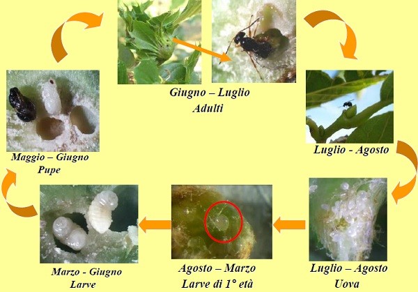 Ciclo biologico del cinipide galligeno del castagno