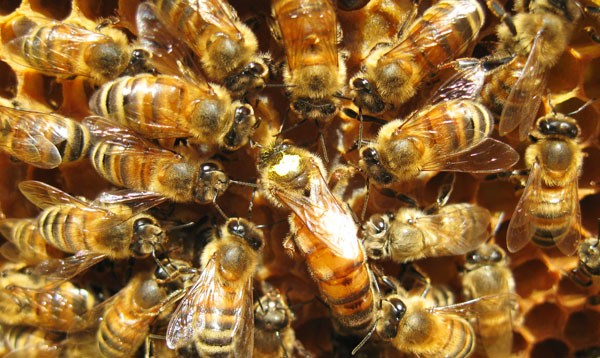Il corteo delle api intorno alla regina