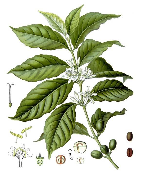 Coffea arabica