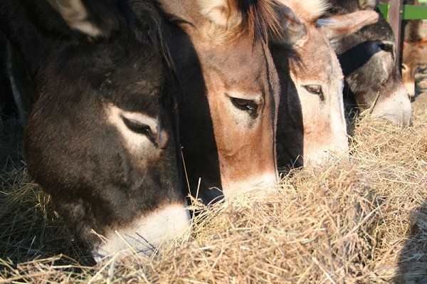 Come allevare l'asino