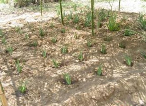 Piccolo vivaio di piante di Aloe