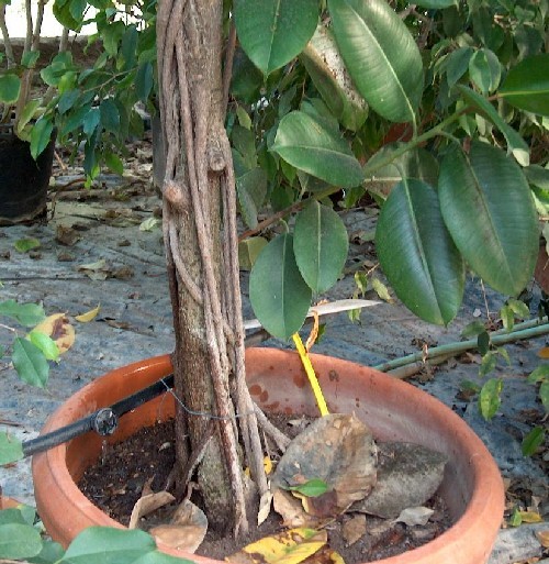Fusto e radici aeree di Ficus elastica var. decora