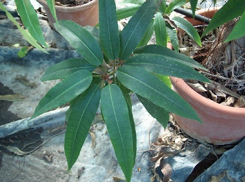 Ficus nerifolia