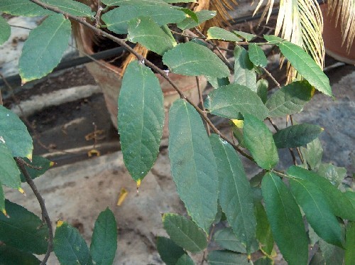 Ficus hispida