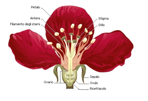 Componenti di un fiore