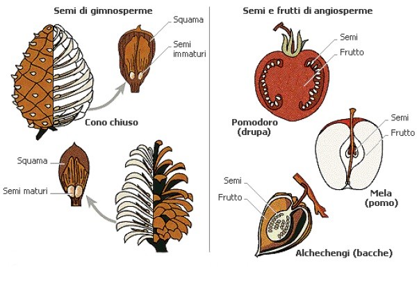 Differenze fra semi di angiosperme e semi di gimnosperme