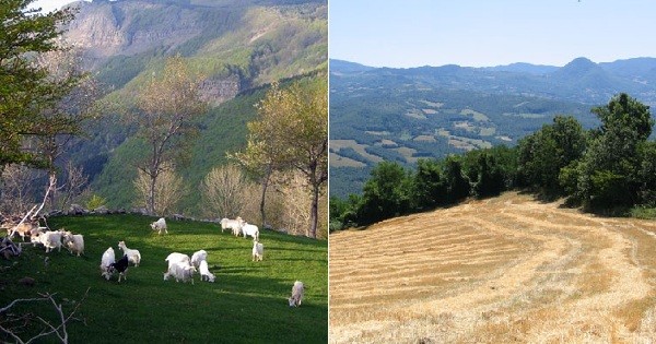 Campi coltivati con metodo biologico