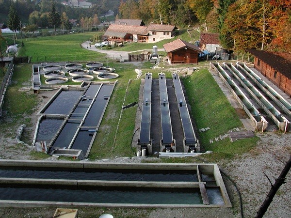 Allevamento di trote in Trentino