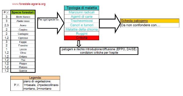 La struttura del database