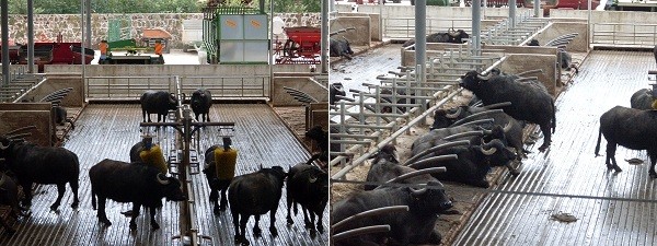 Particolare della pavimentazione in un allevamento di bufale