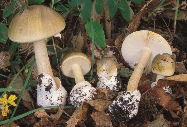 Amanita phalloides