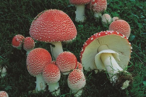 amanita muscaria