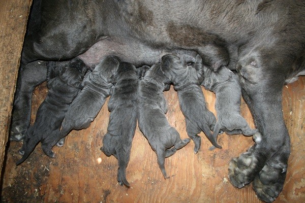 Allattamento di cuccioli di Mastino Napoletano