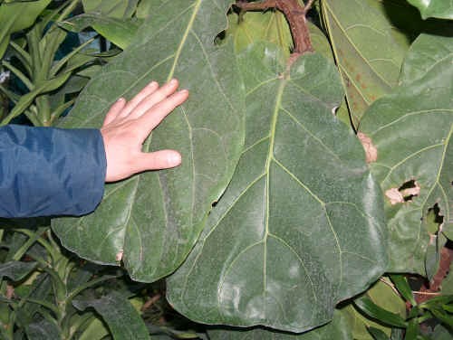 Ficus lyrata