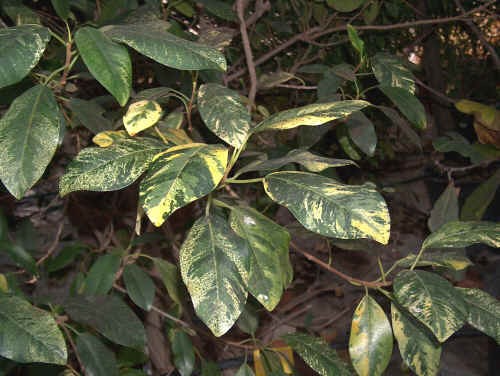 Ficus rubiginosa