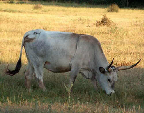 Vacca di razza Maremmana