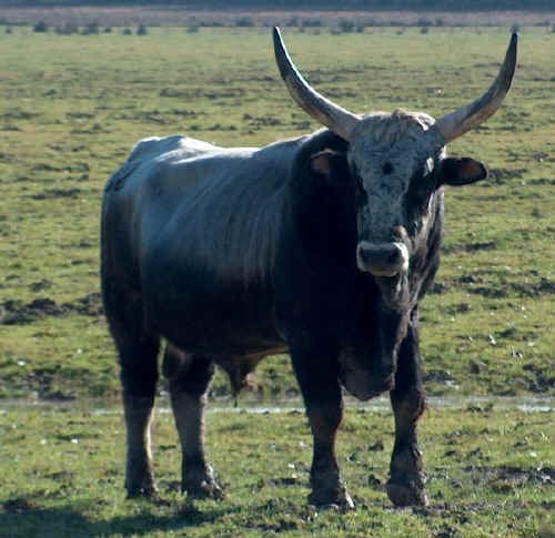 Toro di razza Maremmana