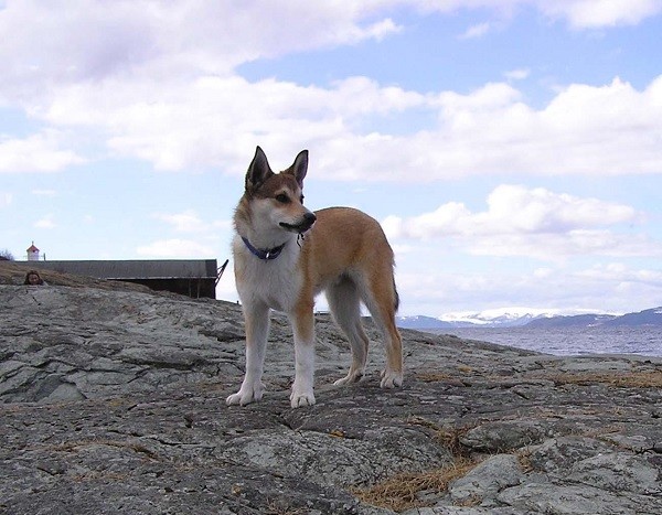 Giovane esemplare di Lundehund