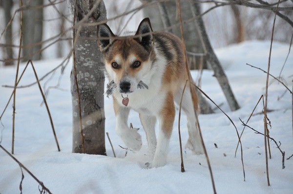 Soggetto di Lundehund