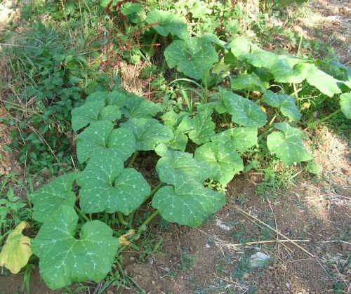 Pianta di Zucca da inverno