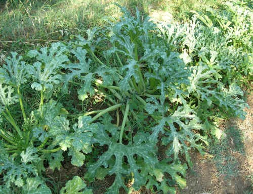 Pianta di Zucca da zucchini