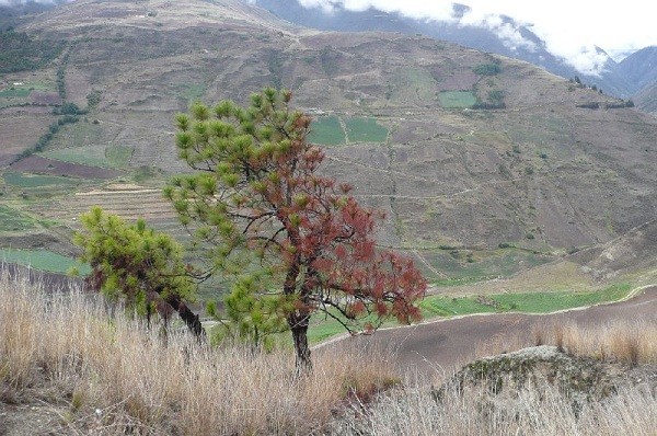 La Savana Venezuelana