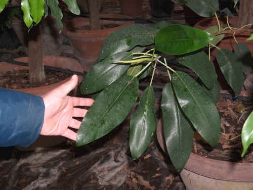 Ficus elastica var. originaria