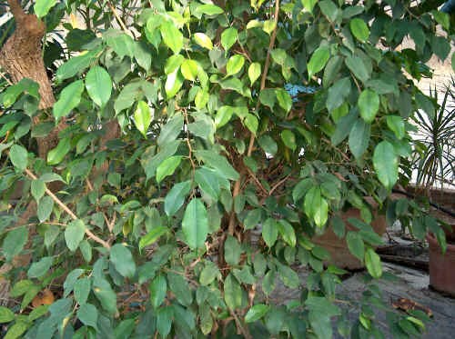 Ficus benjamina