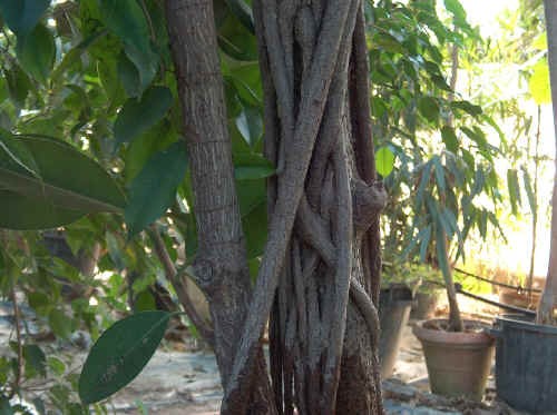 Tronco e radici aeree di Ficus elastica varieta' decora