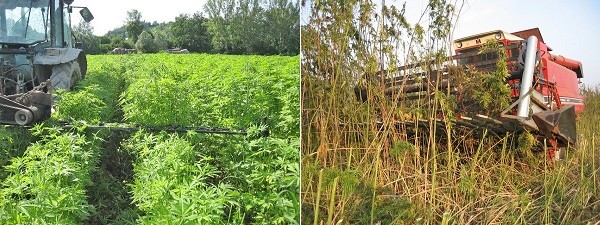 La Canapa e l'inceneritore di Acerra