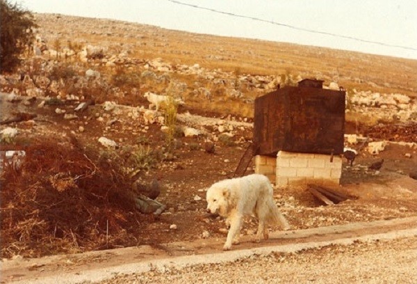 Pastore maremmano abruzzese