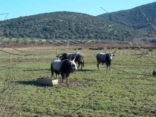 Tori di razza Maremmana