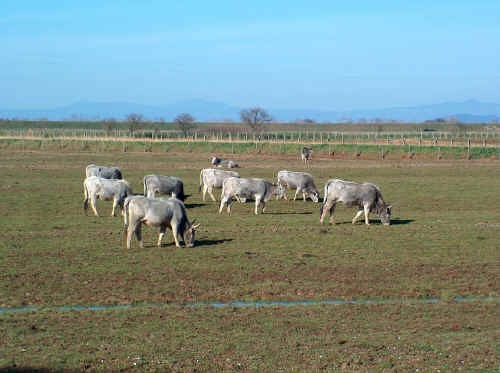 Giovani Maremmane nel Parco dell'Uccellina