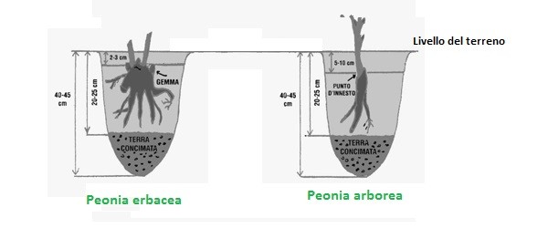 La piantumazione delle peonie