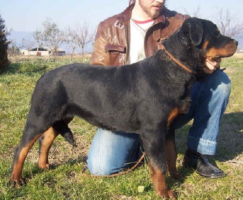 Rottweiler