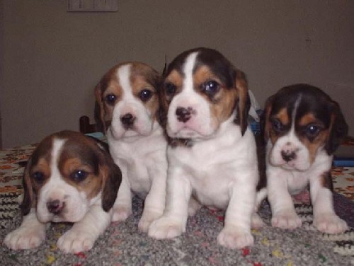 Cuccioli di Beagle