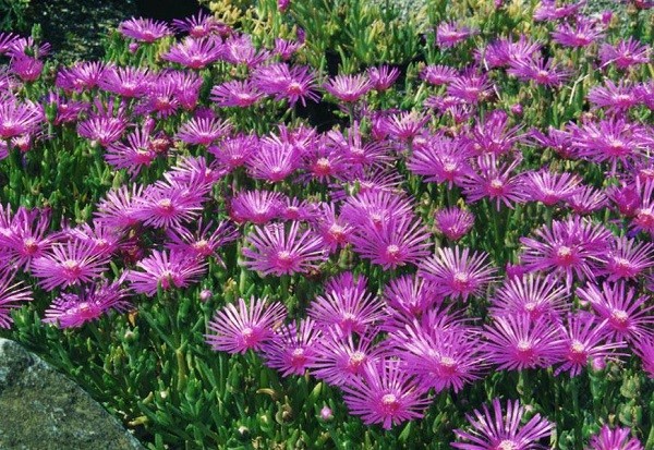 Delosperma cooperi