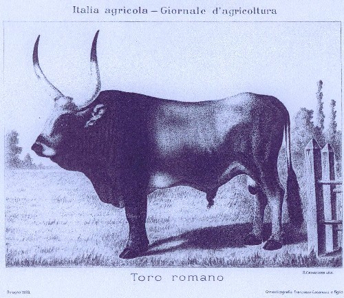 Raffigurazione di toro romano
