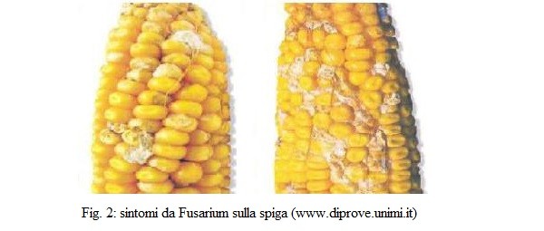 Sintomi da Fusarium