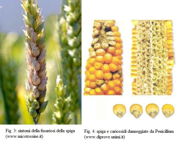 Fusariosi e Penicillum