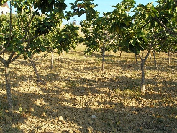 Un ficheto nel Cilento