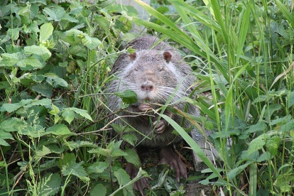 Esemplare di Nutria