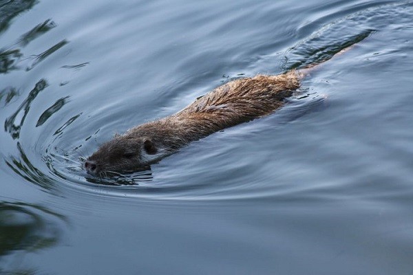 Altro esemplare di Nutria