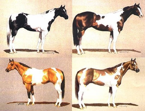 Mantello Tobiano