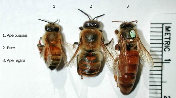 Differenze morfologiche fra ape operaia, fuco e regina