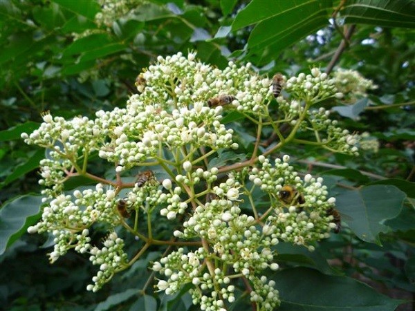 Api che bottinano nettare su fiori di Evodia daniellii