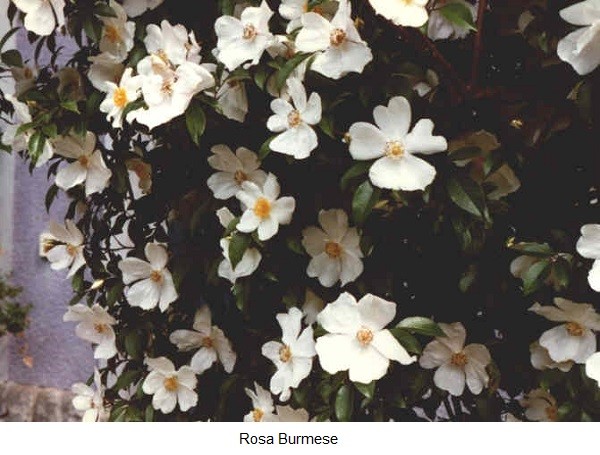 Rosa Burmese