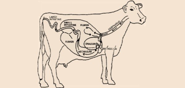 Schema dell'apparato digerente del bovino
